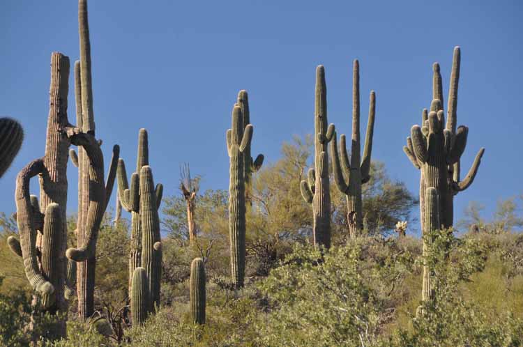 saguaro field